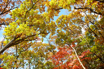 Bright colored red, yellow and green oak and maple leaves on trees in the autumn forest. Bottom view of the tops of trees.