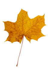 Bright yellow maple leaf on a white background