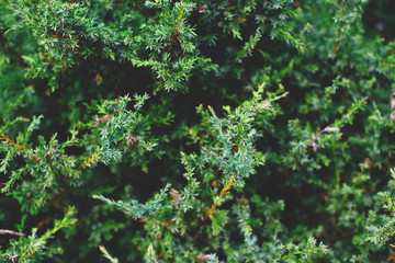Thuja tree branches, thuja evergreen coniferous tree.