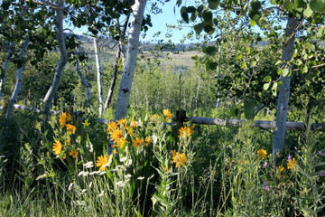Wildflowers and Quaking Aspen