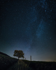 Voie Lactée galaxie au dessus d'un arbre image de nuit pose longue
