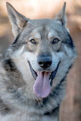 Portrait de chien-loup qui tire la langue et nous regarde
