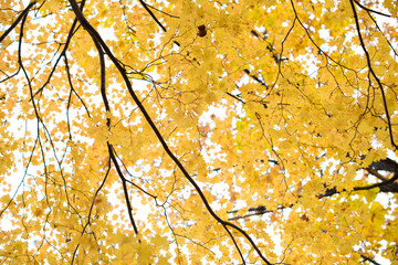 Yellow maple leaves border at autumn forest, blurred background. Season changing. A tree branch of maple, fall.
