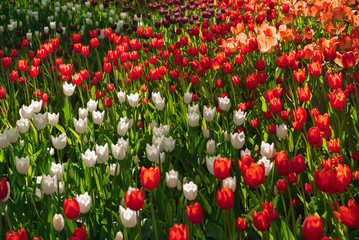 Closeup background with rare species of red and white tulips in the meadow