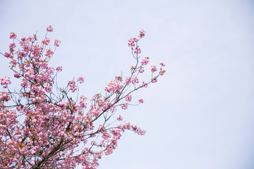 a pretty pink cherry blossom