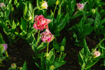 Closeup background with beautiful species of pink tulips in the meadow