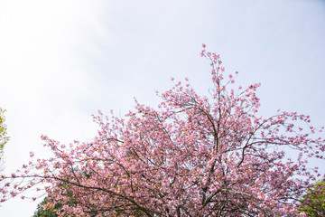 a pretty pink cherry blossom