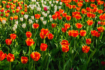 Fototapeta premium Closeup background with rare species of red and white tulips in the meadow