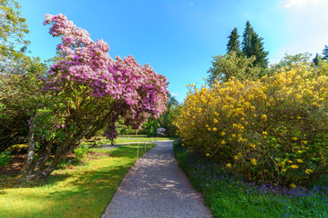 Beautiful colorful flowers in the garden , Scotland