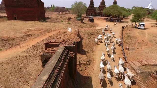 Wide high-angle still shot of herd of cattle moving along a tarmac ked  desert road, Bagan, Myanmar