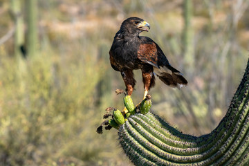 Harris's Hawk Parabuteo unicinctus in Sonoran Desert