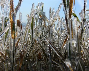Frozen Wheat and Grass Sprinkler Icicles