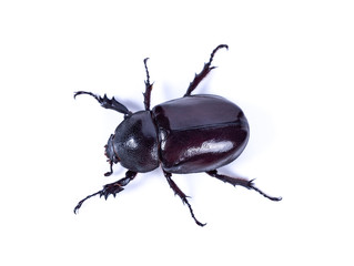 Dynastinae on a white background