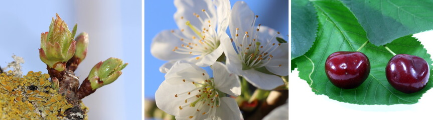 Wachstum einer Süßkirsche von der Knospe über die Blüte bis zur Frucht