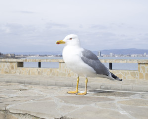 Standing yellow legged gull closeup, Europe