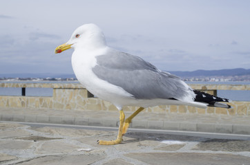 Walking yellow legged gull closeup in Europe