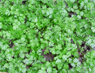 Cutout of fresh Coriander (Coriandrum sativum) leaves on white background