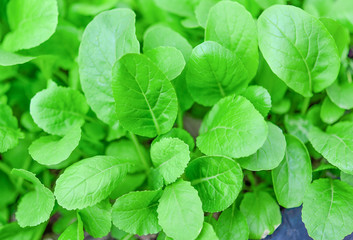 Mustard greens at a vegetable farm. Selective focus