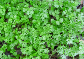 Cutout of fresh Coriander (Coriandrum sativum) leaves on white background