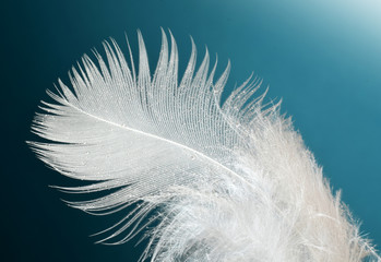 Beautiful white bird feather closed up