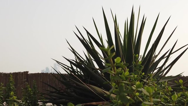 MOVING PLANT DUE TO WIND