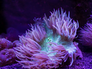 Closeup of a green and purple Sea Anemone underwater