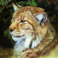 Animal portrait of a beautiful lynx outdoors in the fores