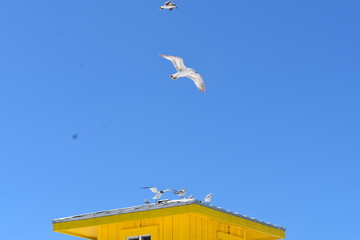 Fototapeta na wymiar Seegulls Flying 
