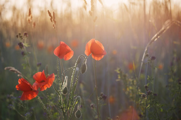 Obraz premium red poppy on sunny field