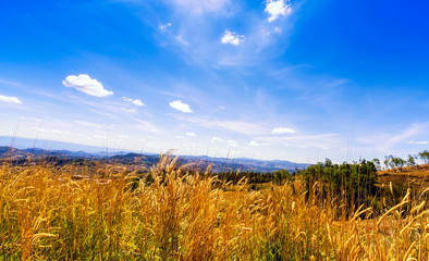 Blue clouds sky over mountains and yellow grass flower in winter season