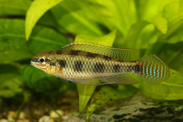 Checkerboard Cichlid Dicrossus maculatus aquarium fish dwarf cichlid