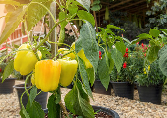 Yellow sweet peppers hanging on its tree and growing in the garden