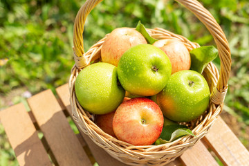 Green apple in wicker basket on wooden table Green grass in the garden Harvest time Organic food Rustic style