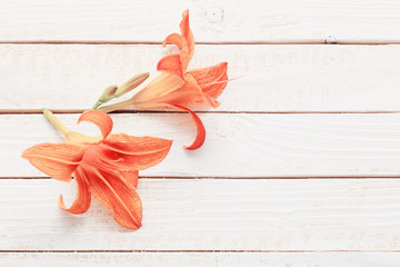orange day-lily on wooden background