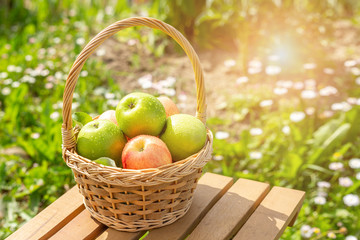 Green and red apples in wicker basket on wooden table Green grass in the garden Harvest time Organic food Sun flare