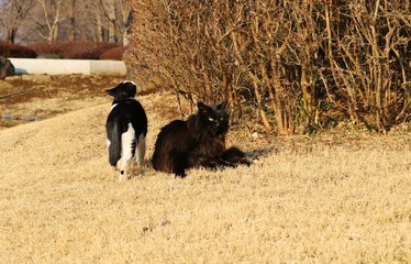 ねこ　黒猫　ノラ猫　春　公園　杤木
