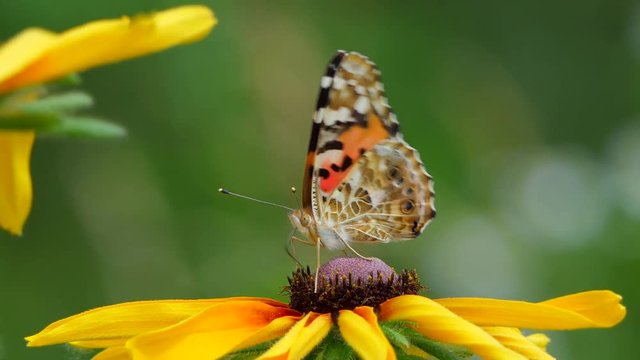 Beautiful butterfly on a yellow flower in the garden, summer nature, Colorful shot .