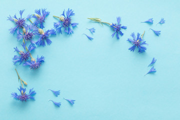 blue cornflowers on blue paper background
