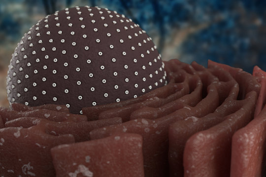 Nucleus And Rough Endoplasmic Reticulum In 3D Illustration