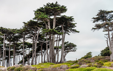 Unidentified people walk in a cypress tree grove.  Land's End, San Francisco, California, July 2015.