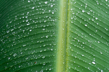 Drops of water on banana leaves on a rainy day