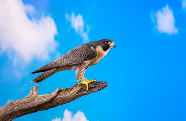 Peregrine Falcon on perch with blue sky and cloud backdrop