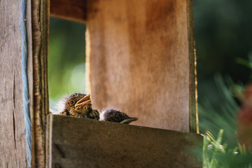 Little common thrush chicks with open mouths sitting in a nest inside and old wooden handmade feeding trough hanging from a pine tree