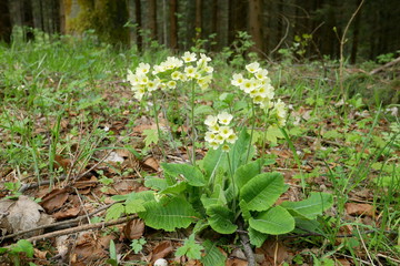 Hohe Schlüsselblume (Primula elatior) in German Erzgebirge (Saxony). May 2019