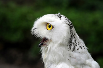 Snowy white owl In yellow eyes With natural beauty