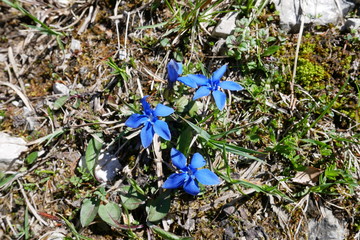 Gentiana verna near Oberstdorf (German alps) at 1200 m. May 2019