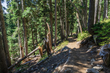 beautiful hiking trail with tall trees in garibaldi provincial park canada.