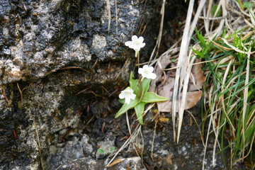 Carnivorous plant Pinguicula alpina in german alps near Oberstdorf at 1100 m.