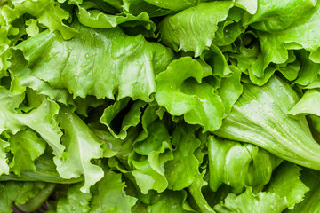 Bio organic vegetables. Freshly harvested green lettuce, background. Fresh lettuce leaves, closeup.