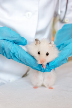 Hamster vet sale fees